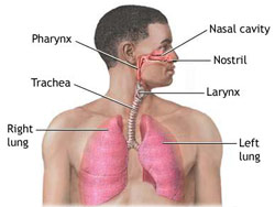 Care of the respiratory apparatus