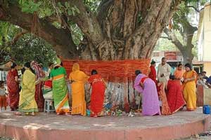 Vat Savitri Vrat is observed to fetch the blessings of the long life of husband by women