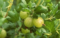 Amalaki Ekadashi in 2017 is a very special day for Indian gooseberries that are also known as Amla. 